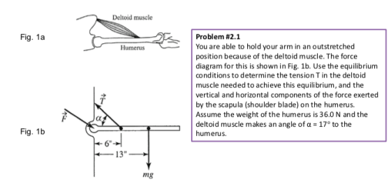 Deltoid muscle Fig. 1a Problem #2.1 You are able to hold your arm in an outstretched position because of the deltoid muscle. The force diagram for this is shown in Fig. 1b. Use the equilibrium conditions to determine the tension T in the deltoid muscle needed to achieve this equilibrium, and the vertical and horizontal components of the force exerted by the scapula (shoulder blade)on the humerus. Assume the weight of the humerus is 36.0 N and the deltoid muscle makes an angle of α-170 to the humerus. Humerus Fig. 1b 6 13 mg