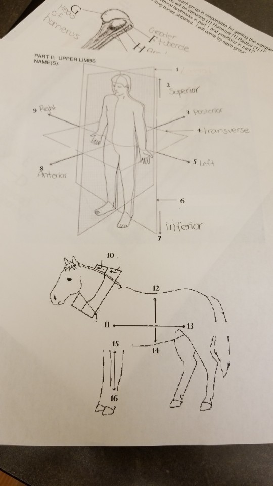 part 1 meros (1) Radius (1) roler Ho PART I1: UPPER LIMBS NAME(S) 2. ior transverse s Le 8 6 inferior 7 10 12 + 13 15 14 16
