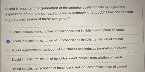 Bicoid is important for generation of the anterior-posterior axis by regulating expression of multiple genes, including hunch