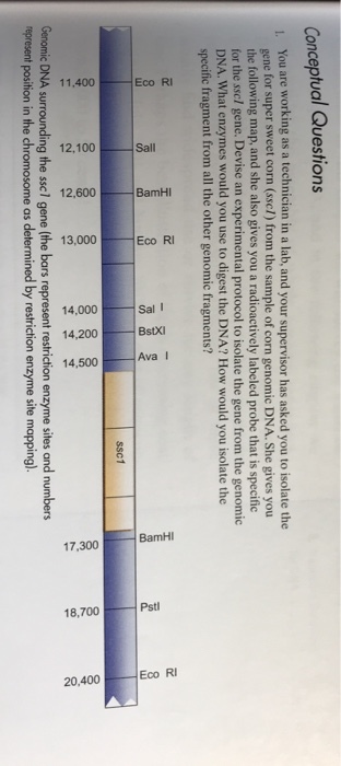Conceptual Questions L You are working as a technician in a lab, and your supervisor has asked you to isolate the gene for super sweet corn (ssc/) from-the sample of corn genomic DNA. She gives you the following map, and she also gives you a radioactively labeled probe that is specific for the scl gene. Devise an experimental protocol to isolate the gene from-the genomic DNA, what enzymes would you use to digest the DNA? How would you isolate the specific fragment from all the other genomic fragments? Genomic DNA surrounding the ssel gene (the bars represent restriction enzyme sites and numbers epresent position in the chromosome as determined by restriction enzyme site mapping)