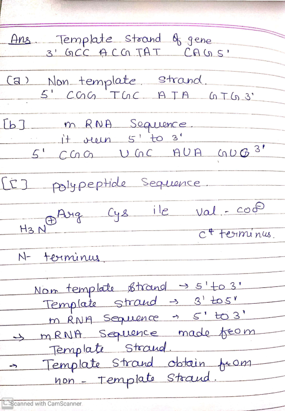 - Ans Template strand of gene 3! GCC Aca IAL_CALS ca) son template strand. - 5 can IGC AIA GIG 3 --- [b] in RNA sequence. i