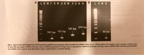 LCN 1 C N 2 CN 3 C N 4 B LCN5 TI 181 bp 210 bp 101 bp 121 bp 95 bp Fig. 3. Agarose gel electrophoresis of PCR products amplif