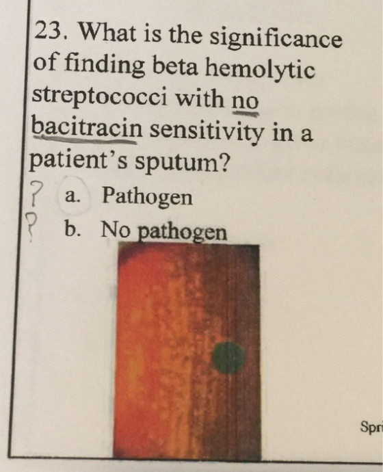 23. What is the significance of finding beta hemolytic streptococci with no bacitracin sensitivity in a patients sputum? ?a.