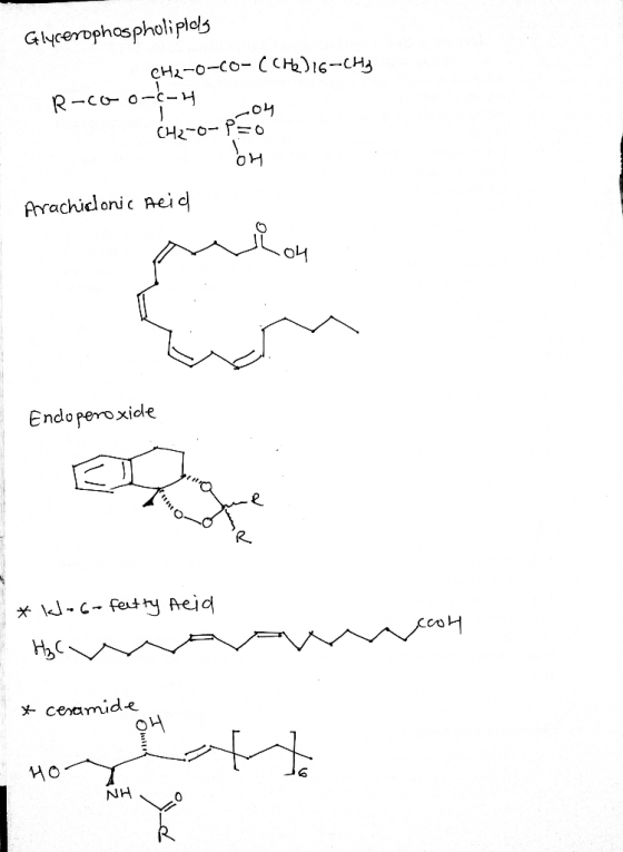 Glycerophospholipidly CH2-0-00-(CH2)16-CHE R-COO-C-4 04 CH2-0-Pro on Arrachiclonic Acid مان ال Endoperoxide * klob- featty He