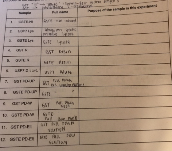 Sample Purpose of the sample in this experiment Full name GSTE-NI GSTE non indced protedse Lysae 3. GSTE Lys GSTE LYsaHe 4. GSTR 5. GSTE R GST Rest GSTE Resin 7. GST PD-UP PVLL DO WN GST 8. GSTE PD-UP GSTE 9. GST PD-W 10. GSTE PD-WGSTE Pull hn W ELUTIUN ELUTION 11. GST PD-Elt 6ST PMIL pow 12. GSTE PD-Elt 6STE PALL DOw