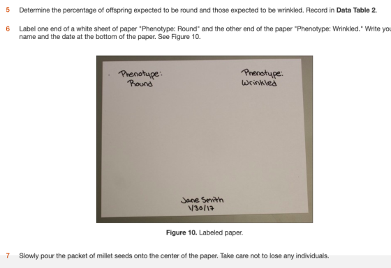 5 Determine the percentage of offspring expected to be round and those expected to be wrinkled. Record in Data Table 2. 6 Lab