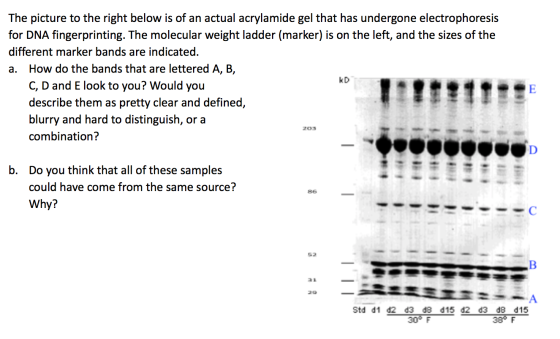 The picture to the right below is of an actual acrylamide gel that has undergone electrophoresis for DNA fingerprinting. The