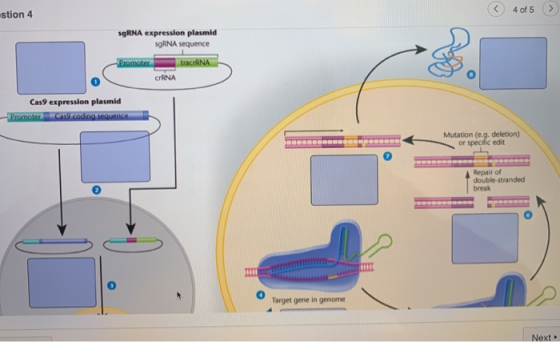 6 4 of 5 stion 4 sgRNA expression plasmid SORNA sequence -Promoter trac RNA CRNA Cas9 expression plasmid PromoterCas9 coding