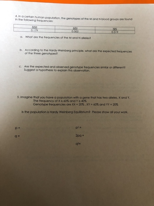 4. In a certain human population, the genotypes of the M and N blood groups are to in the following frequencies: 179 a. What are the frequencies of the M and N alleles? b. According to the Hardy-Weinberg principle. what are the expected frequencies of the three genotypes? Are the expected and observed genotype frequencies similar or different? Suggest a hypothess to explain this observation. c. 5. Imagine that you have a population with a gene that has two alleles, X and Y. The frequency of X is 60% and Y is 40% Genotype frequencies are XX = 20% , 60% and YY-20% Is the population is Hardy Weinberg Equilibrium? Please show all your work.