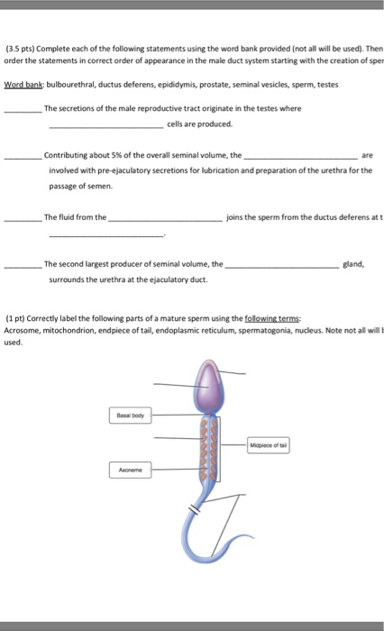 (3.5 pts) Complete each of the following statements using the word bank provided (not all will be used). Then order the statements in correct order of appearance in the male duct system starting with the creation of sper Word bank: bulbourethral, ductus deferens, epididymis, prostate, seminal vesicles, sperm, testes The secretions of the male reproductive tract originate in the testes where cells are produced contributing about 5% of the overall seminal volume, the are involved with pre-ejaculatory secretions for lubrication and preparation of the urethra for the passage of semen. The fluid from the joins the sperm from the ductus deferens at t The second largest producer of seminal volume, the gland, surrounds the urethra at the ejaculatory duct. (1 pt) Correctly label the following parts of a mature sperm using the following terms Acrosome, mitochondrion, endpiece of tail, endoplasmic reticulum, spermatogonia, nucleus. Note not all will used Basal body Axoneme