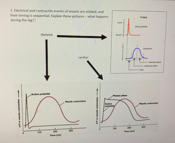 7. Electrical and contractile events of muscle are related, and their timing is sequential. Explain these pictures - what hap