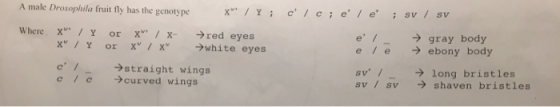 A male Drosophila fruit fly has the genotype X**/Y; Where X / Y X / Y or X / X- or X / X red eyes →white eyes c/c;e / e ;