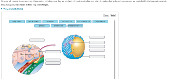 Now you will consider the composition of lipoproteins, including where they are synthesized, how they circulate, and where th