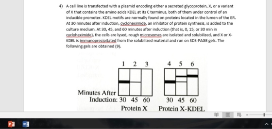 4) A cell line is transfected with a plasmid encoding either a secreted glycoprotein, X, or a variant of X that contains the