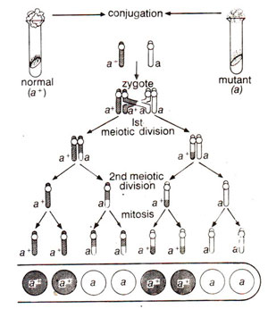 conjugation normal (a ) zygotes mutant (a) Ugala ist meiotic division 2nd meiotic division au mitosis @ @@ @