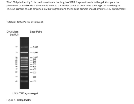 The 100 bp ladder(Fig.1) is used to estimate the length of DNA fragment bands in the gel. Compare the placement of any bands