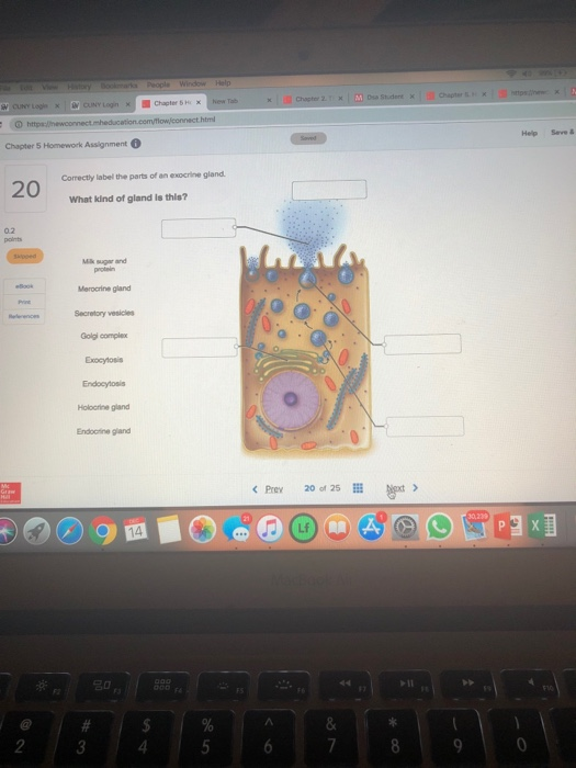 Help Seve& Chapter 5 Homework Assignment Correctly label the parts of an expcrine gland What kind of gland is this? 0.2 Merocrine gland Secretory vesicles Golgi complex Endocytosis Holocrine gland Endocrine gland Prey 20 of 25 2 4