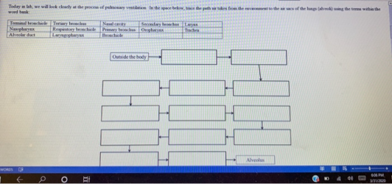 Today in lah, we will look closely at the process of pulmonary ventilation in the space below, trace the path word bank: take