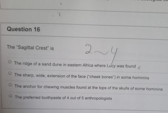 Question 16 The Sagittal Crest is The ridge of a sand dune in eastern Africa where Lucy was found The sharp, wide, extensio