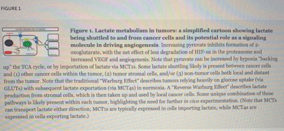 FIGURE 1 ! Figure 1. Lactate metabolism in tumors: a simplified cartoon showing lactate being shuttled to and from cancer cel