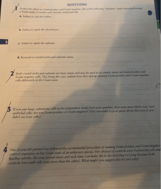QUESTIONS Predict the effect on Gram-positive and Gram-negative cells of the following mistakes made when performing a Grum s