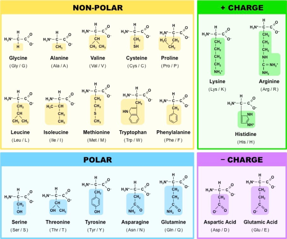 NON-POLAR + CHARGE N ... H2N-C- --6 H 0 0 H.N-C-C CH HẠN*-c-cº H,N-C-C - H,Nº-c-c 0 . CH. ---- H,Nh-c-c CH, Học CH, CH, CH, C