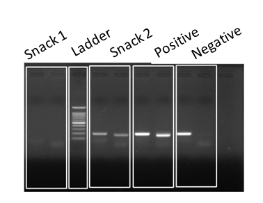 Snack 1 Ladder Snack 2 Positive Negative