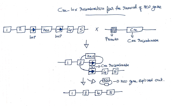 . Cre-lox recombination for the removal q neo gene L2 Etheo = - X 3 – luxe loxP Promoter . cre recombinese scoe recombincese