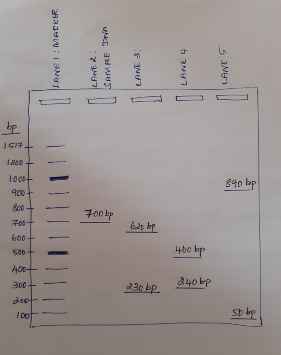 LANEI: MARKER SAMPLE DNA ILANE 2 LANE 3: LANE 4 LANE 5 da 1517 - 1200+ 1000+ 890 bp 900 da oot 620 bp 500 + 460 bp 4004 300€