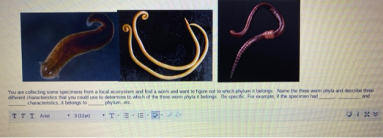 You are collecting some specimens from a local ecosystem and find a worm and want to figure out to which phylum it belongs Na