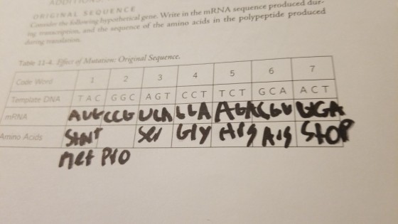 QUENCE al gene. Write in the mRNA sequence produced dur- the sequence of the amino acids in the polypeptide produced ofMutation: Original Sequence. 2 3 4 5 6 7 DNA TAC GGC AGT CCT TCT GCA ACT mRNA mino AcIdS net Ho