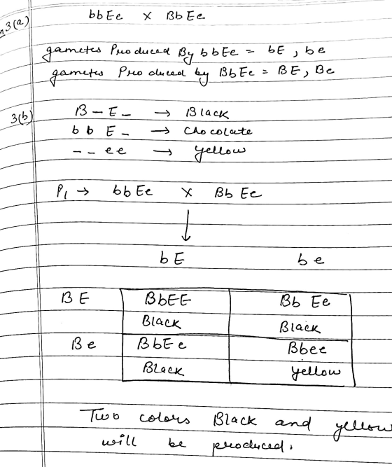 БЬЕe. х ЗЬ Еe. 13 (@) ЬЕ be gametes Produced 31. БЬЕe gametes produced ІЗЬЕ О. ВЕ, Вс 3(5) 3 - Е- ьь E- (3 (асқ Chocolate ее.