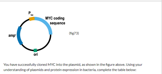 P. lac MYC coding sequence (fig73) amp ori You have successfully cloned MYC into the plasmid, as shown in the figure above. U