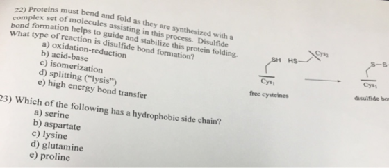 22) Proteins must be complex set of mol bond formation eins must bend and fold as they are synthesized with a x set of molecu