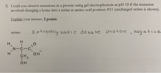 5) Could you observe mutations in a protein using gel electrophoresis at pH 10 if the mutation involved changing a lysine int