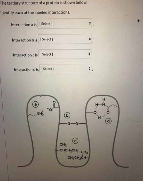 The tertiary structure of a protein is shown below. Identify each of the labeled interactions. Interaction ais (Select] Inter