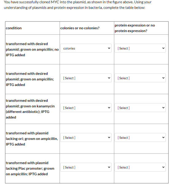 You have successfully cloned MYC into the plasmid, as shown in the figure above. Using your understanding of plasmids and pro