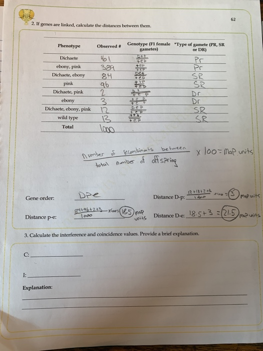 2. If genes are linked, calculate the distances between them. Phenotype Observed. Genotype (F1 female Type of gamete (PR, SR