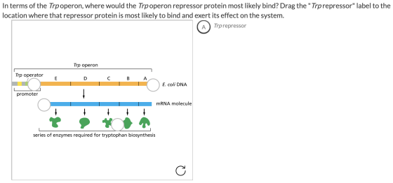 In terms of the Trpoperon, where would the Trp operon repressor protein most likely bind? Drag the Trprepressor label to th