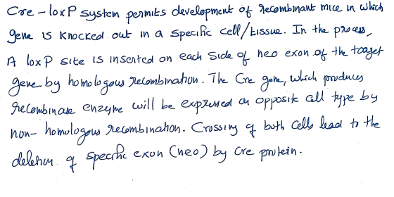 cre - loxP system permits development of recombinant mice in which gene is knocked out in a specific cell/tissue. In the proc