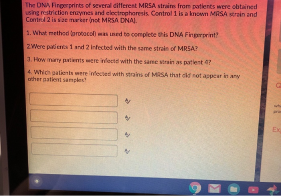 The DNA Fingerprints of several different MRSA strains from patients were obtained using restriction enzymes and electrophore