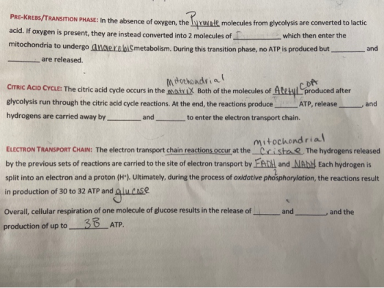 PRE-KREBS/TRANSITION PHASE: In the absence of oxygen the luyunde molecules from glycolysis are converted to lactic acid. If o