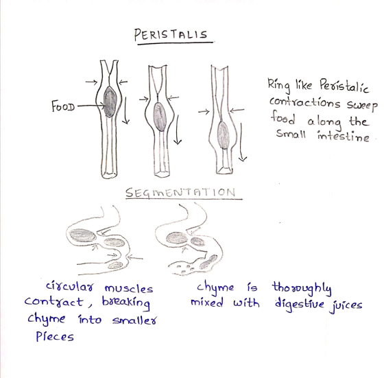 PERISTALIS FOOD - Ring like Peristalic contractions sweep food along the Small intestine SEGMENTATION chyme is mixed with cir