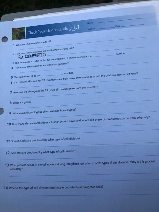 Check Your Understanding 3.1 1 What are chromosomes made of? number 2 How many chromosomes are in a human somatic cell? 46 ch