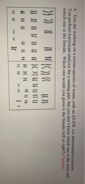 4. You are working on a certain species of worm, with an ZZ/ZW sex determination system. You perform karyotype analysis for a