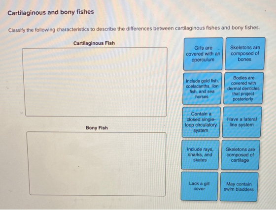 Cartilaginous and bony fishes Classify the following characteristics to describe the differences between cartilaginous fishes