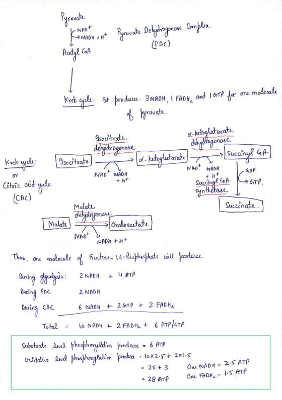 L NAD+ Pyruvate KINADH+Ht Pyruvate Dehydrogencese Complex. Acetyl coA (PDC) Kseb cycle. It produces. 3NADH, I FADH, and IGTP