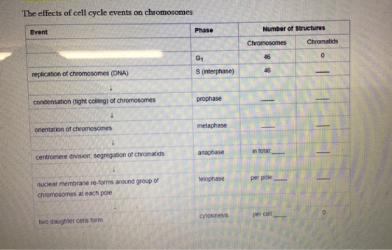 The effects of cell cycle events on chromosomes Event Phase Number of structures Chromosomes Chromatids replication of chromo