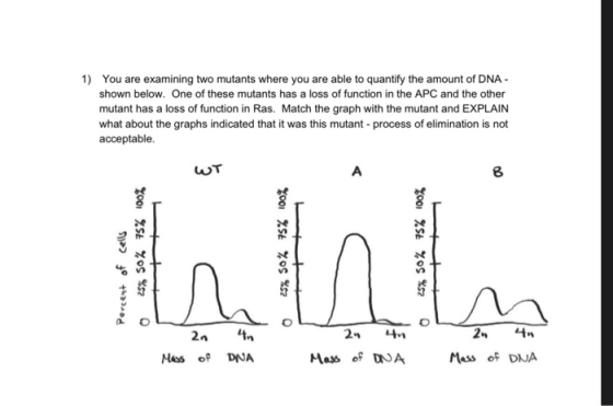 1) You are examining two mutants where you are able to quantify the amount of DNA- shown below. One of these mutants has a lo