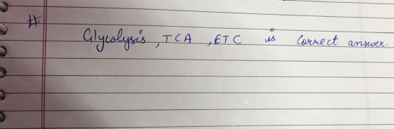 Glycolysis , ICA ,ETC us correct answer.